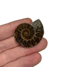 Load image into Gallery viewer, Ammonite Pair
