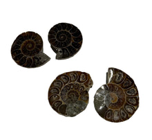 Load image into Gallery viewer, Ammonite Pair
